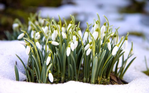 64768-cvety podsnezhniki vesna sneg.jpg