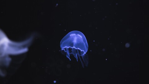 42962-meduza more fon.jpg