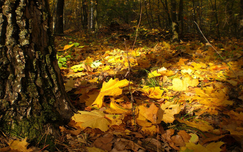 30758-priroda derevya listya osen nature trees leaves autumn.jpg
