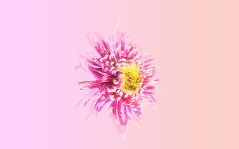 64061-margaritka cvetok rozovyj.jpg