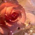 Розовая цветущая блестящая роза.gif