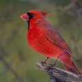 65190-ptichka krasnaya kardinal.jpg