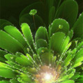 Green flower abstract.gif