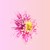 64061-margaritka cvetok rozovyj.jpg