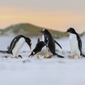 65677-pingviny na snegu v gorah.jpg