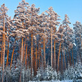31904-derevya les zima sneg iney trees forest winter snow frost.jpg