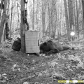 Видео о том как медведь встретил зеркало в лесу HD.mp4