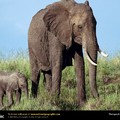 african_elephant.jpg
