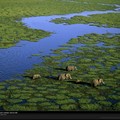 aerial_view_elephants_kenya_981243_xl.jpg