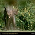 african_elephant_forest.jpg