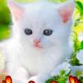 белый котёнок.gif