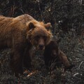 7329 brown-bear-wild-nature 3440x1440.jpg
