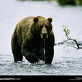 alaska_brown_bear_hunt_126364.jpg