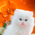 белоснежный котёнок.gif