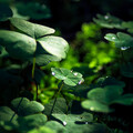 green-leaf-macro-nature-grass-water-drop-7a-5120x2880.jpg