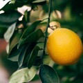 66739-limon na vetke citrus.jpg