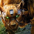 Cheetor transformers - rise of the beasts.jpg